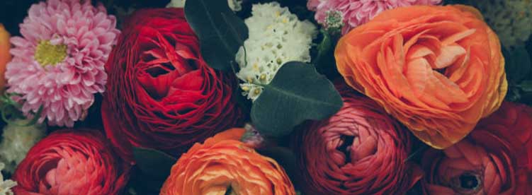 flowers in different colors royal albatross