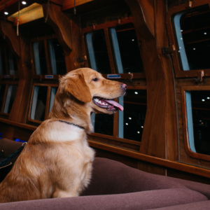 Howl-loween 2026 Sunset Sail (Dog-friendly) - Adult
