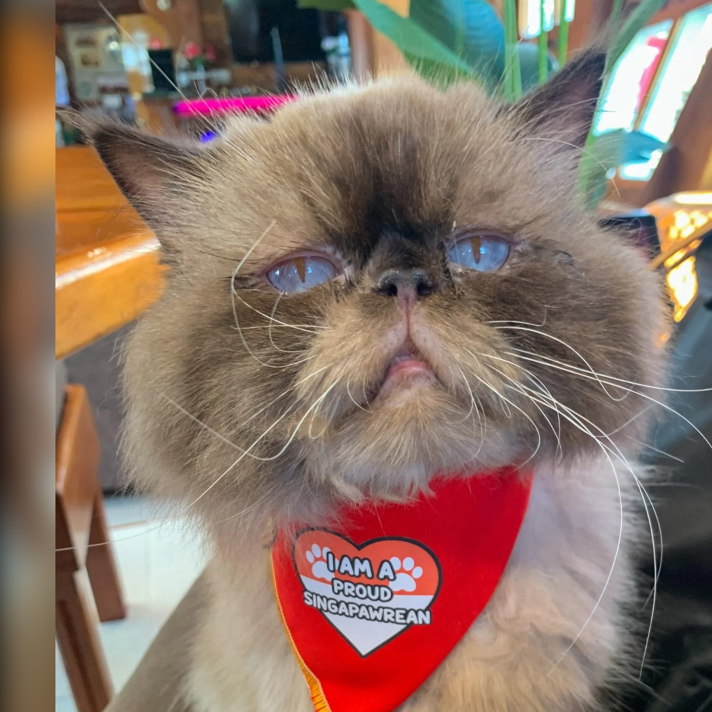 Captain Willie, the ship's cat